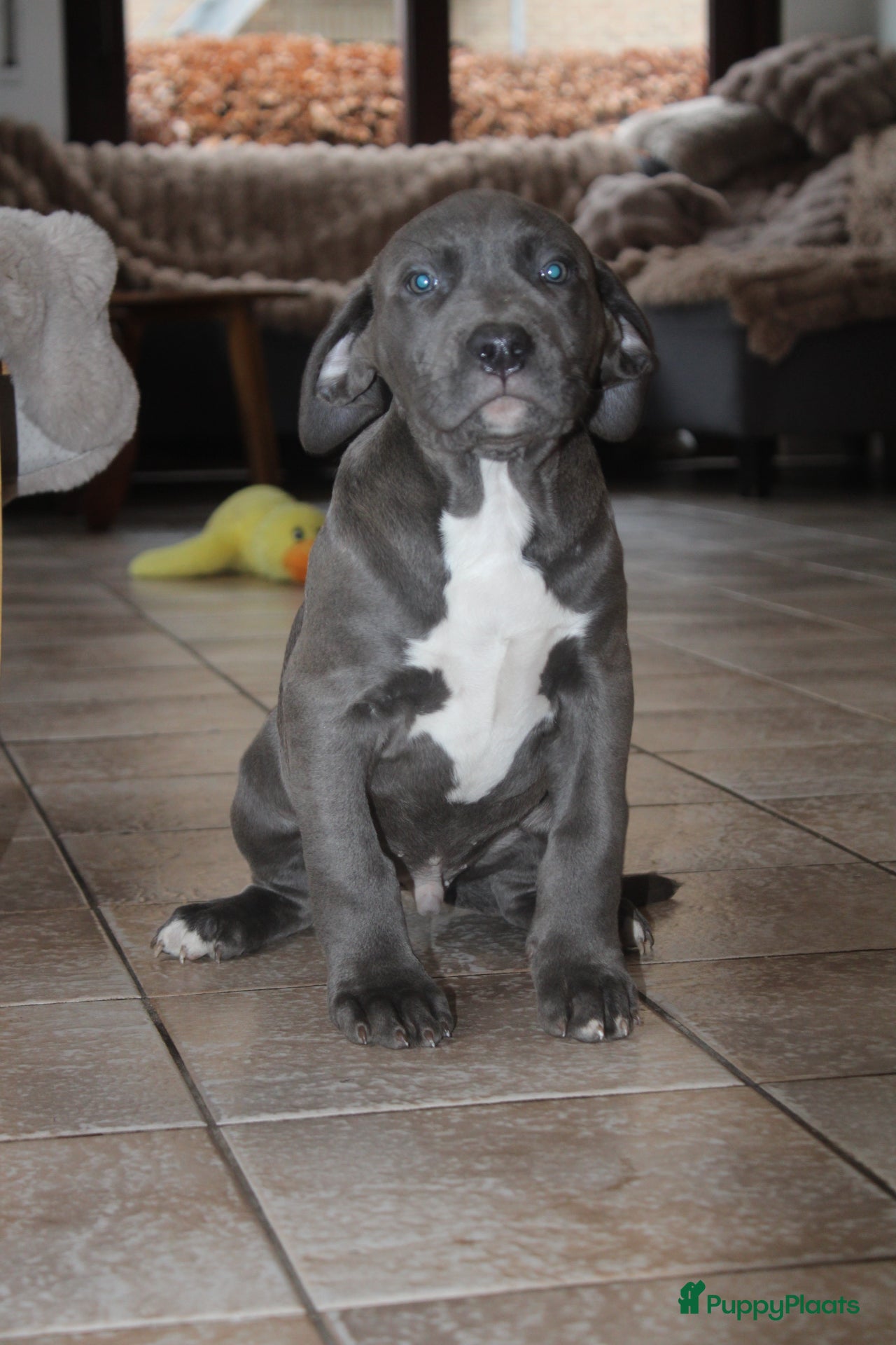 Amerikaanse Bully honden American Bully Pups ABKC stamboom België  - Advertentie 4