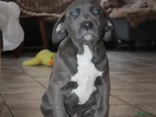 Amerikaanse Bully honden American Bully Pups ABKC stamboom België - Advertentie 4