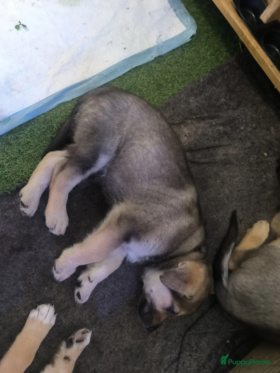 Kruising honden te koop: Tsjechoslowaakse wolfhond x Podenco-Mechel pups - Advertentie 7