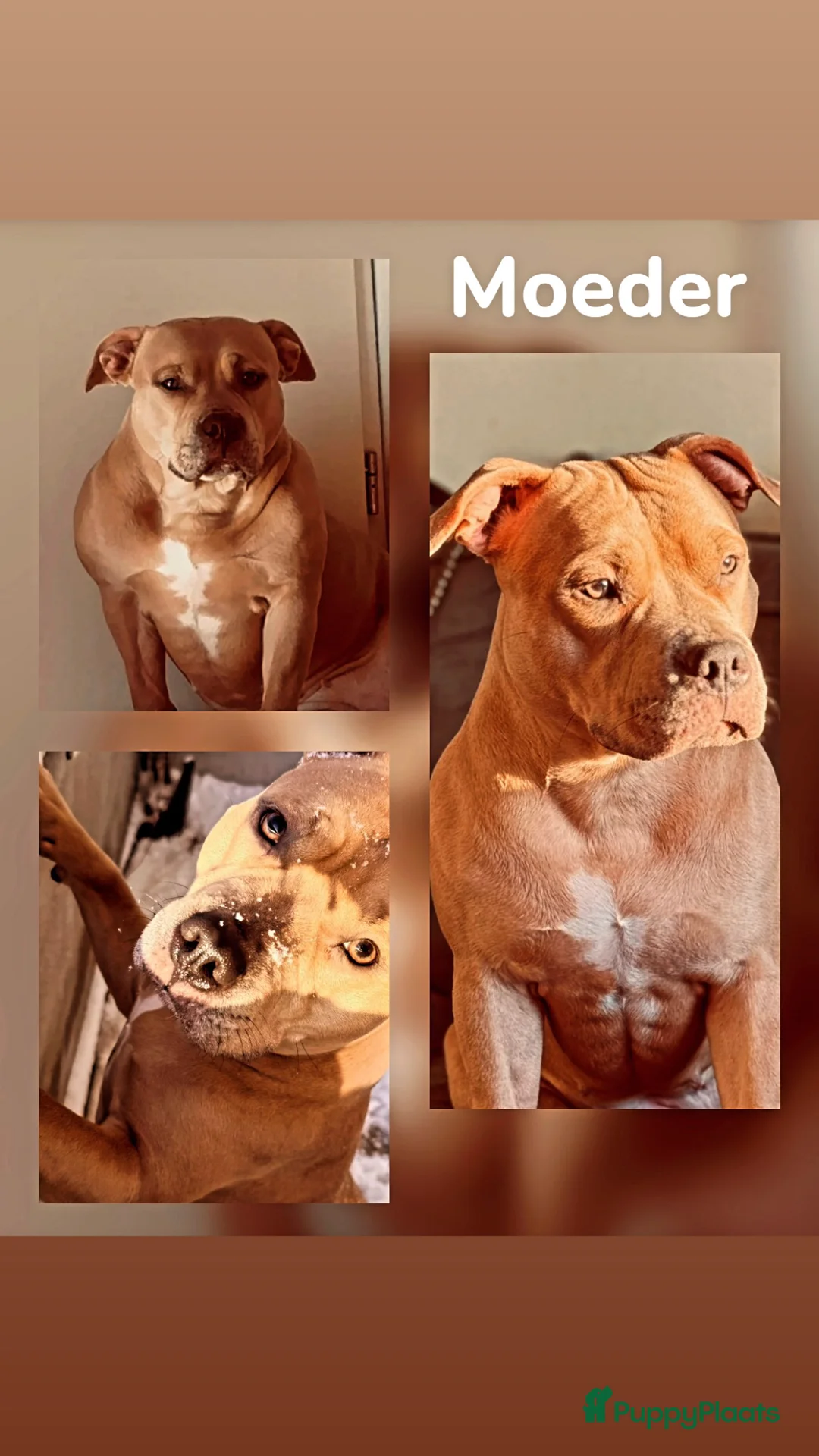 American Staffordshire Terriër honden te koop: Amerikaanse Stafford pups  - Advertentie 2