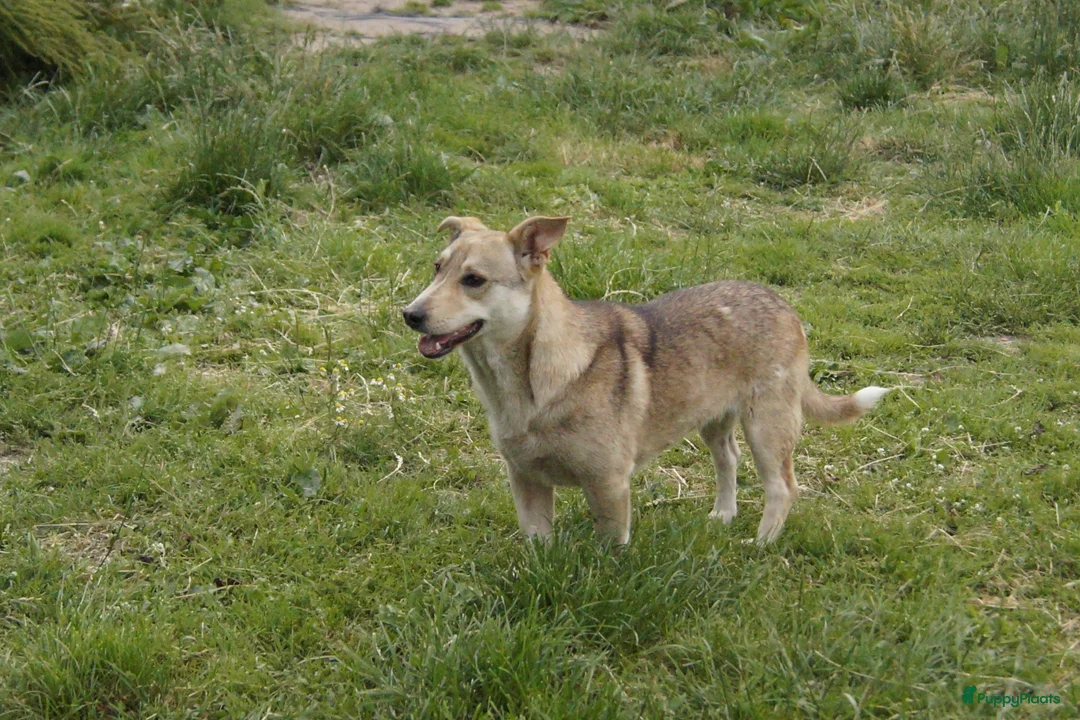 Kruising honden ter adoptie: super duo in Ridderkerk - Advertentie 7