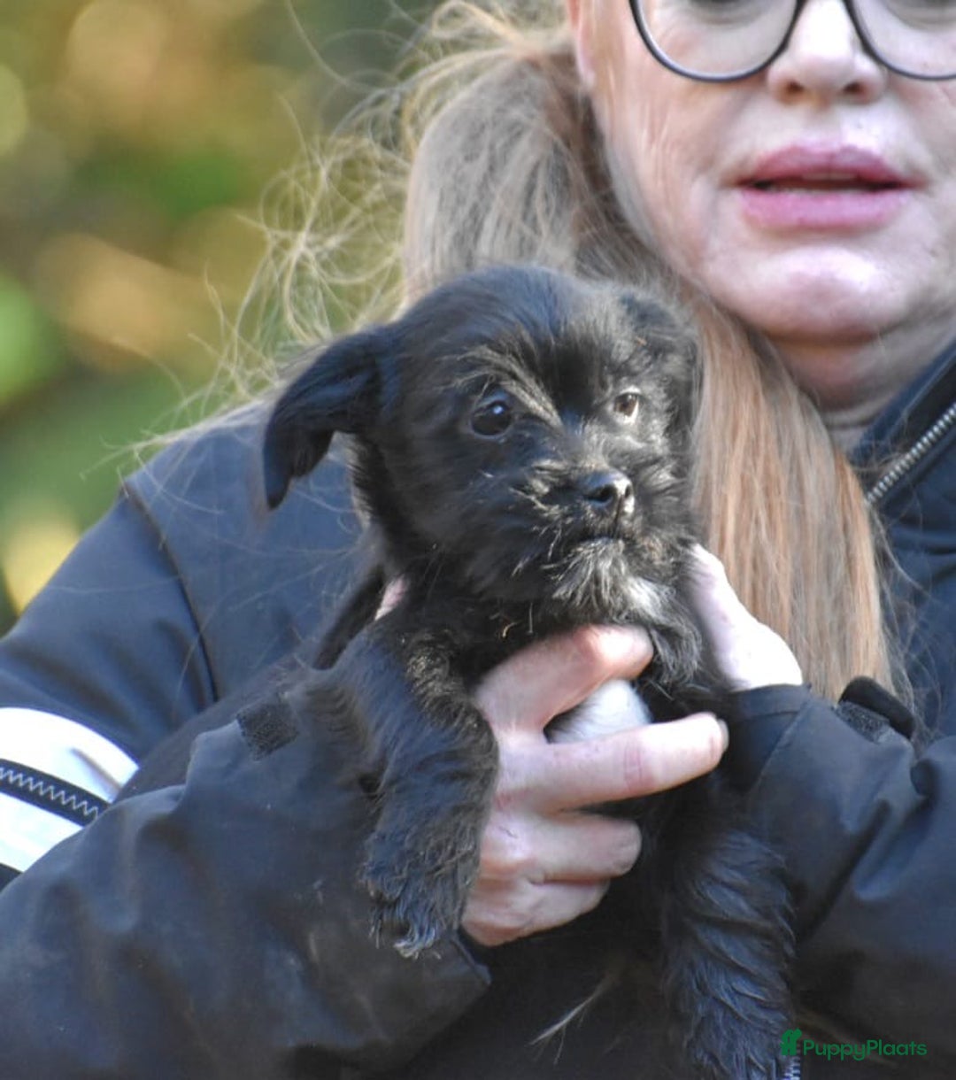 Boomer honden te koop: Super leuke zeer vrije Boomer pups - Advertentie 15