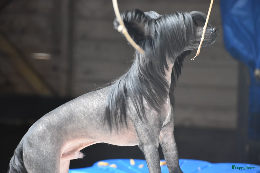 Chinese Naakthond honden te koop: Mooie powder puff jongen - Afbeelding 10