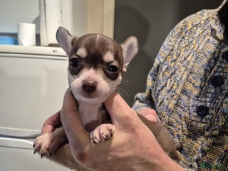 Chihuahua honden KORTHARIGE CHIHUAHUAPUPS - Advertentie 2