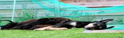 Australian Kelpie honden te koop: Australian Kelpie pups zoeken actieve baasjes - Advertentie 9