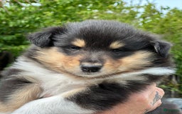 Schotse Herdershond langhaar honden te koop: Schotse Collie Pups Tricolor en Blue Merle - Afbeelding 6