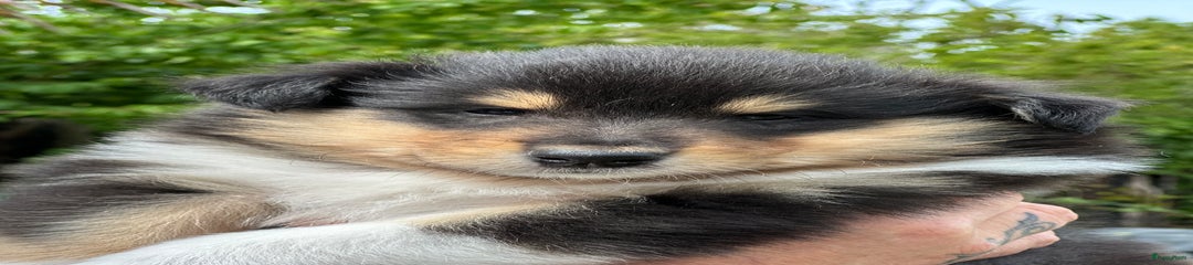 Schotse Herdershond langhaar Puppy 1 VERKOCHT