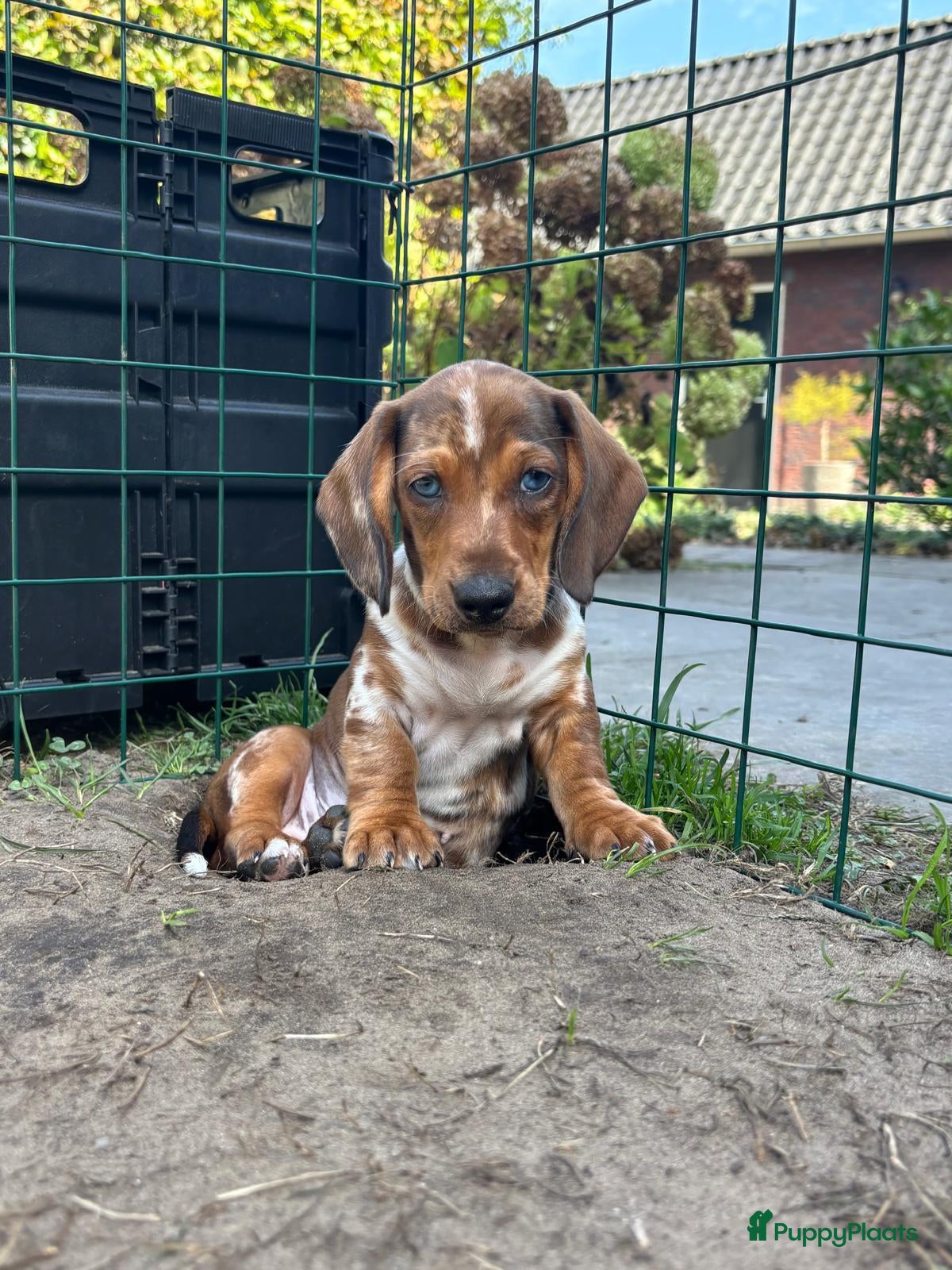 Teckel (korthaar)  honden Dwergteckel pup nog 1 over - Advertentie 1
