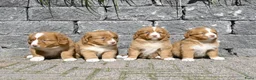 Nova Scotia Duck Tolling Retriever honden te koop: Nova Scotia Duck Tolling Retriever pups # Toller - Advertentie 27