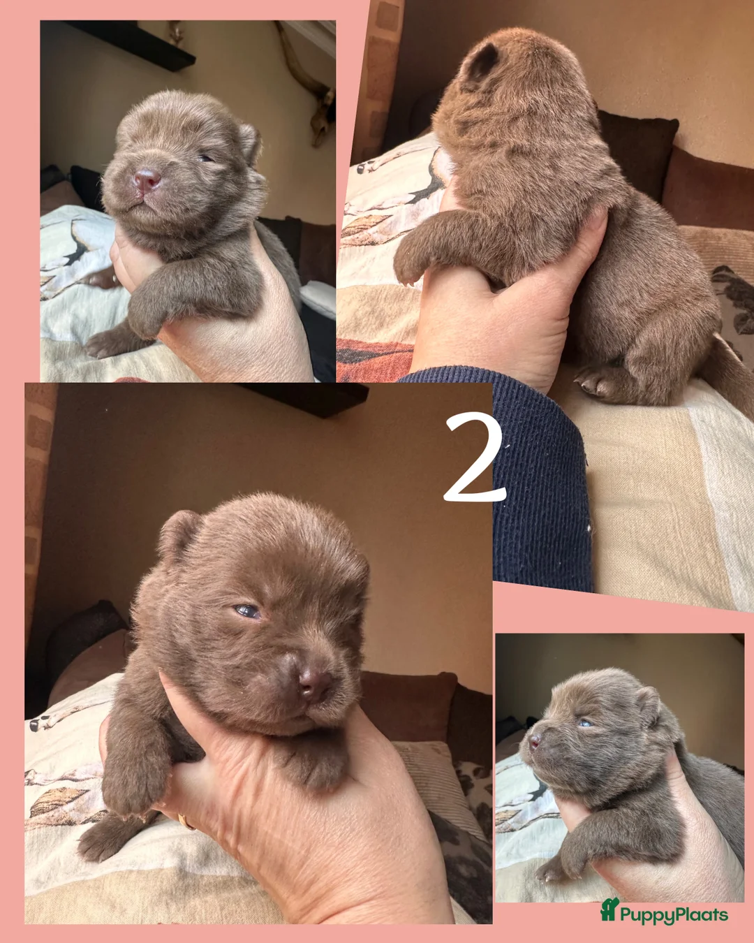 Chow Chow honden te koop: Mini Chow chow - Advertentie 14