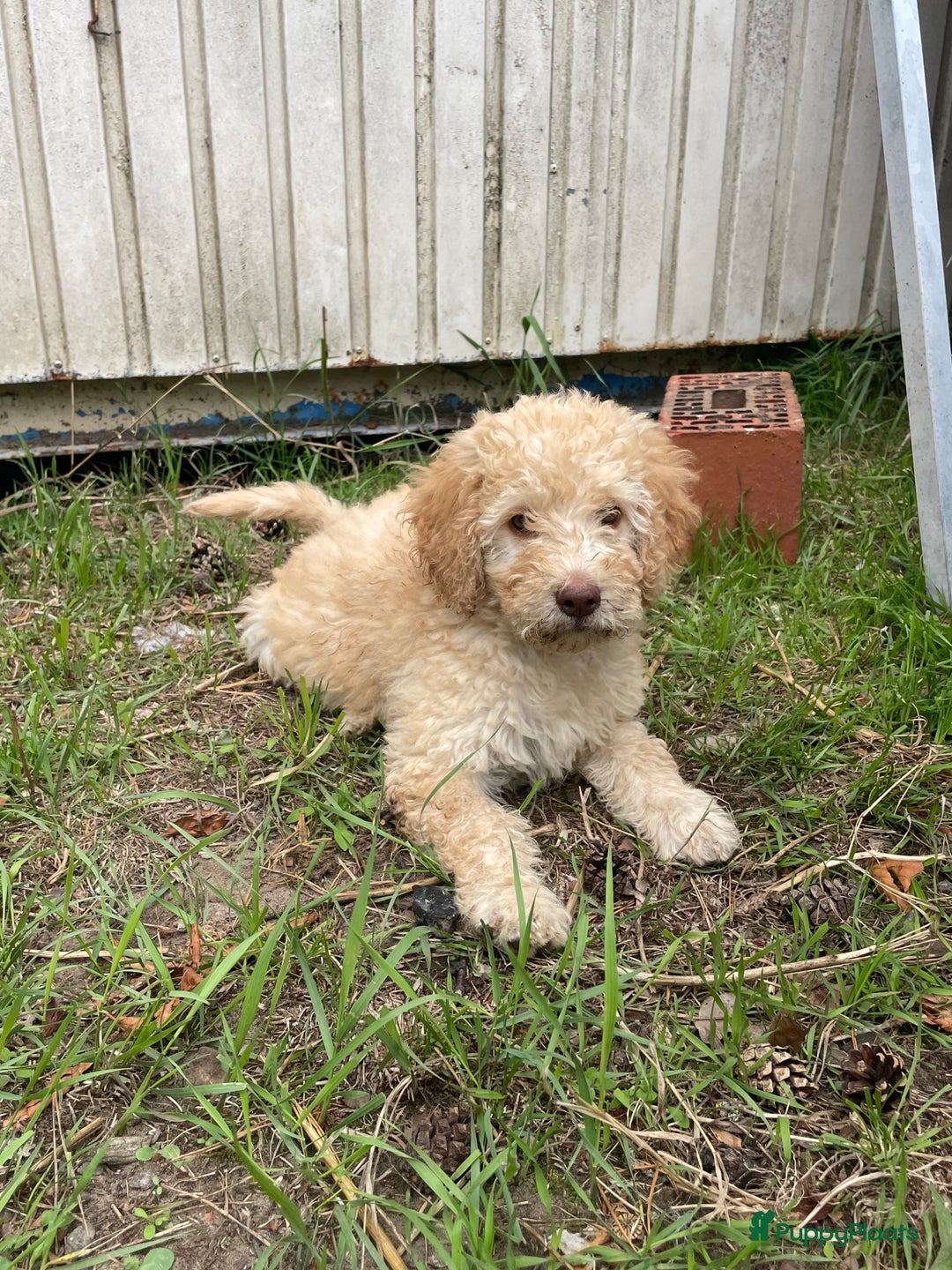 Labradoodle honden te koop: Mooie Labradoodle pups! - Afbeelding 7