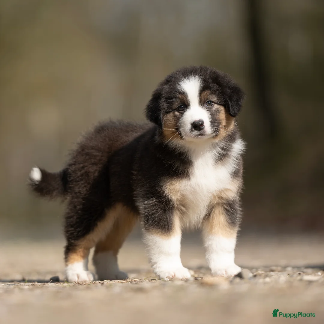 Australian Shepherd honden te koop: Australian shepherd pups - Advertentie 6
