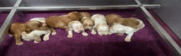 Engelse Cocker Spaniel honden te koop: Engelse Cockerspaniel pups met Stamboom  - Advertentie 16