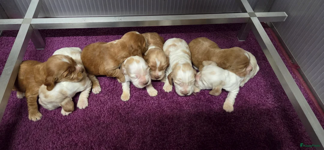 Engelse Cocker Spaniel honden te koop: Engelse Cockerspaniel pups met Stamboom  - Advertentie 16