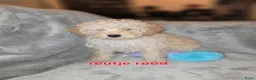 Maltipoo honden te koop: Mooie maltipoo pups 8 weken oud - Advertentie 4