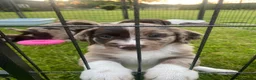 Kruising honden te koop: Prachtige pups Heidewachtel/ Australian Shepperd - Advertentie 6