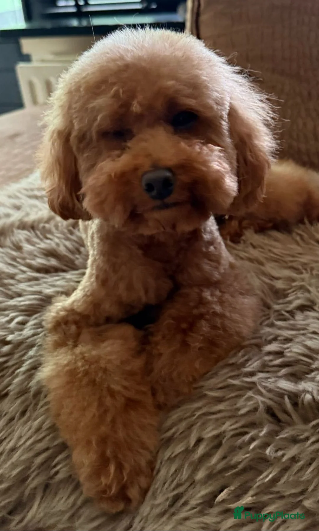 Poedel Toy honden te koop: toypoedel teefje zoekt warm thuis - Advertentie 2