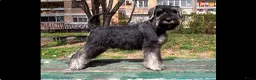 Dwergschnauzer honden te koop: Dwergschnauzer pup peper en zout (nog 1 reutje) - Advertentie 4