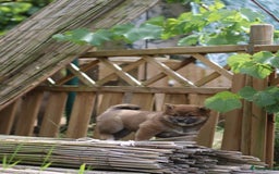 Shiba honden te koop: Shiba teefje met stamboom - Afbeelding 9