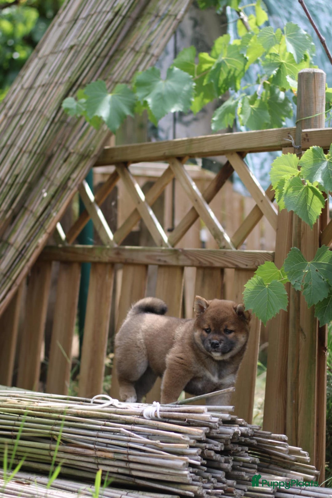 Shiba honden te koop: Shiba teefje met stamboom - Afbeelding 9