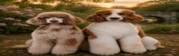 Poedel honden te koop: Schitterende Konings poedel pups - Advertentie 2