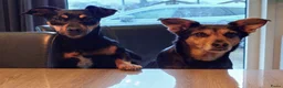 Jack Russel Terriër honden te koop: Te koop: Black & Tan Jack Russell Teef (2 jaar) - Advertentie 12