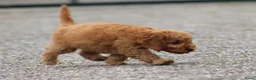 Cockapoo honden te koop: cockapoo pup, reutje - Advertentie 16