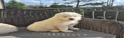 Samojeed honden te koop: Samojeed puup - Advertentie 2