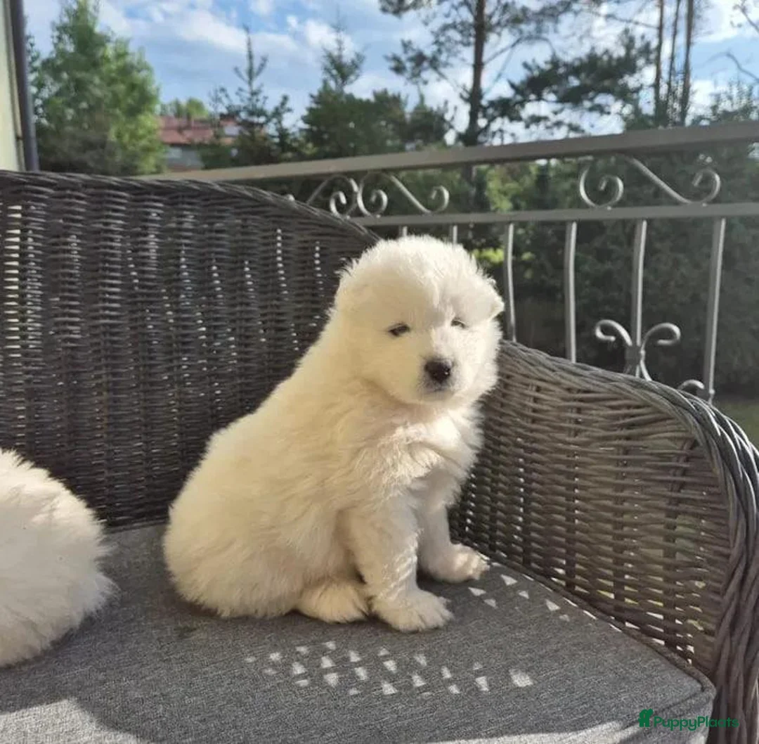 Samojeed honden te koop: Samojeed puup - Advertentie 2