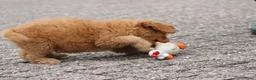 Cockapoo honden te koop: cockapoo pup, reutje - Advertentie 8