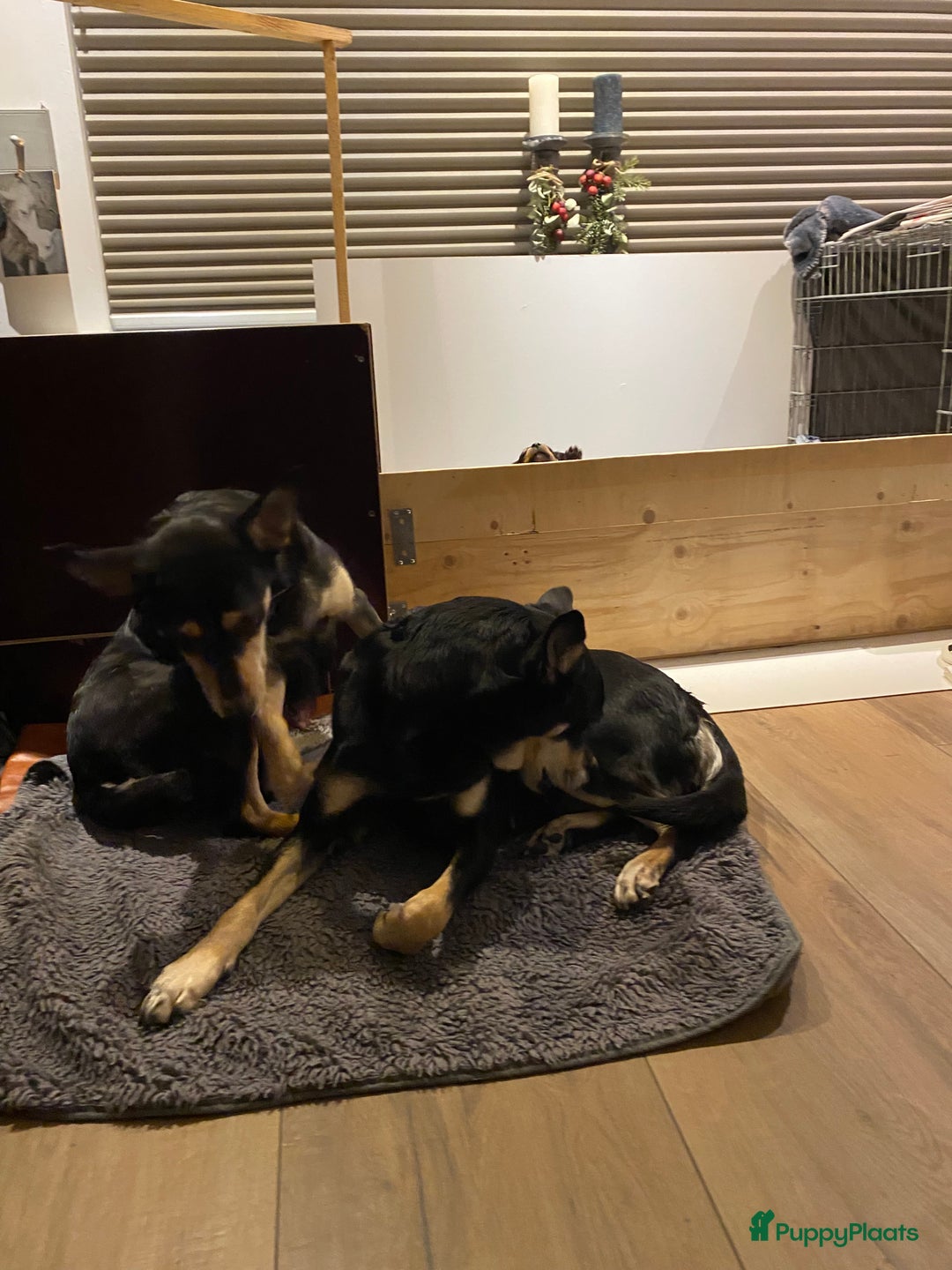 Australian Kelpie honden te koop: Working kelpie - Advertentie 3