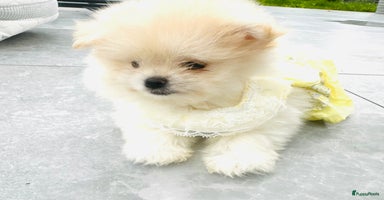 Pomeriaan honden - Advertentie 9