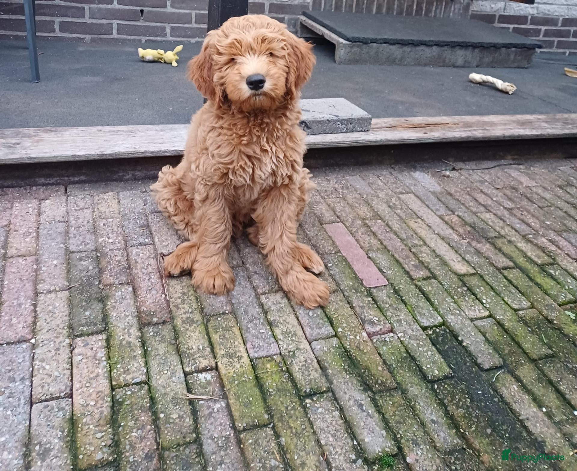 Kruising honden Zindelijke medium Labradoodle pup - Advertentie 3