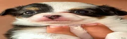 Chihuahua honden te koop: Chihuahua pups raszuiver (nog 3 beschikbaar) - Advertentie 15