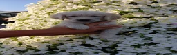 Golden Retriever honden te koop: Te koop  raszuivere golden retrievers pups  - Advertentie 3