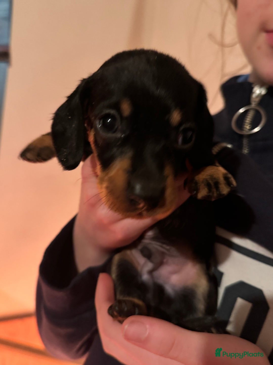 Teckel (korthaar)  honden te koop: Teckel puppy’s  - Advertentie 9