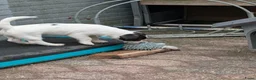 Jack Russel Terriër honden te koop: Nog 4 lieve Jack Russell pups met stamboom  - Advertentie 16