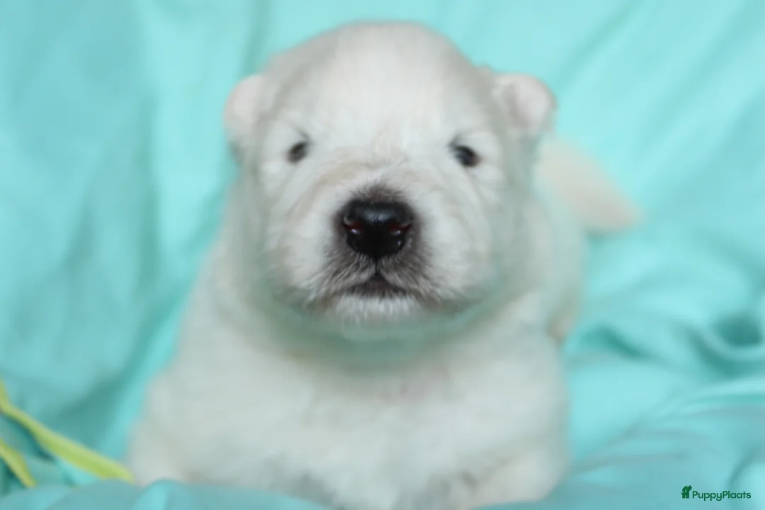 Samojeed honden te koop: Samojeden pups met stamboom - Advertentie 2