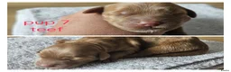 Australian Labradoodle honden te koop: Prachtige medium labradoodle pups - Advertentie 7