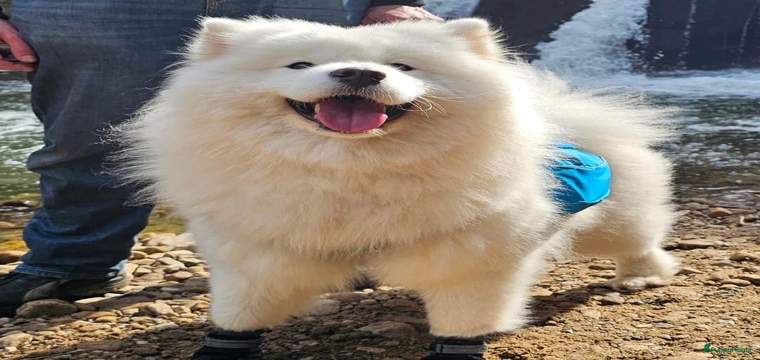 Galerij afbeelding {{count}}