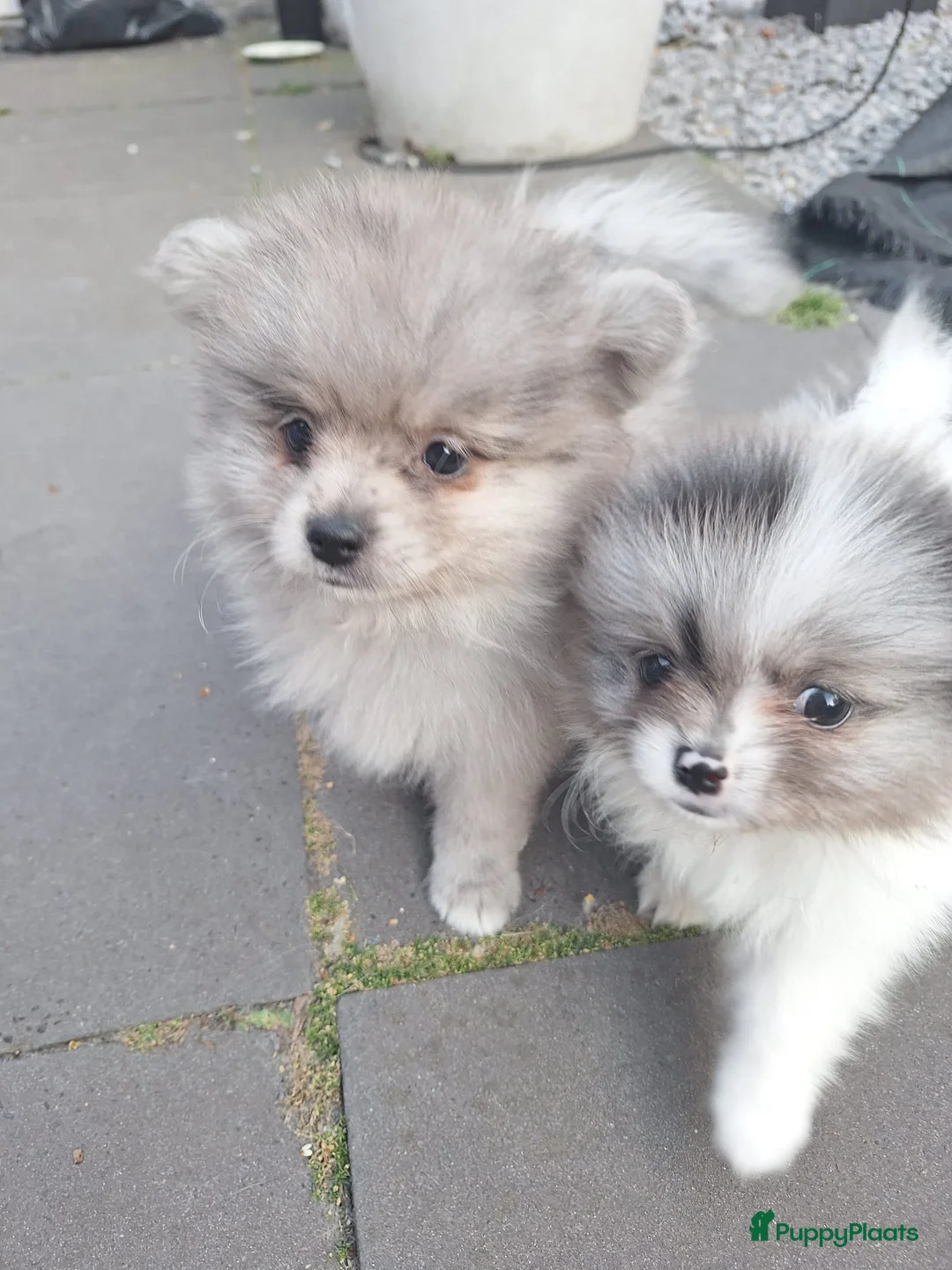 Pomeriaan honden te koop: Laatste pomeriaan reutje blue merle - Advertentie 1