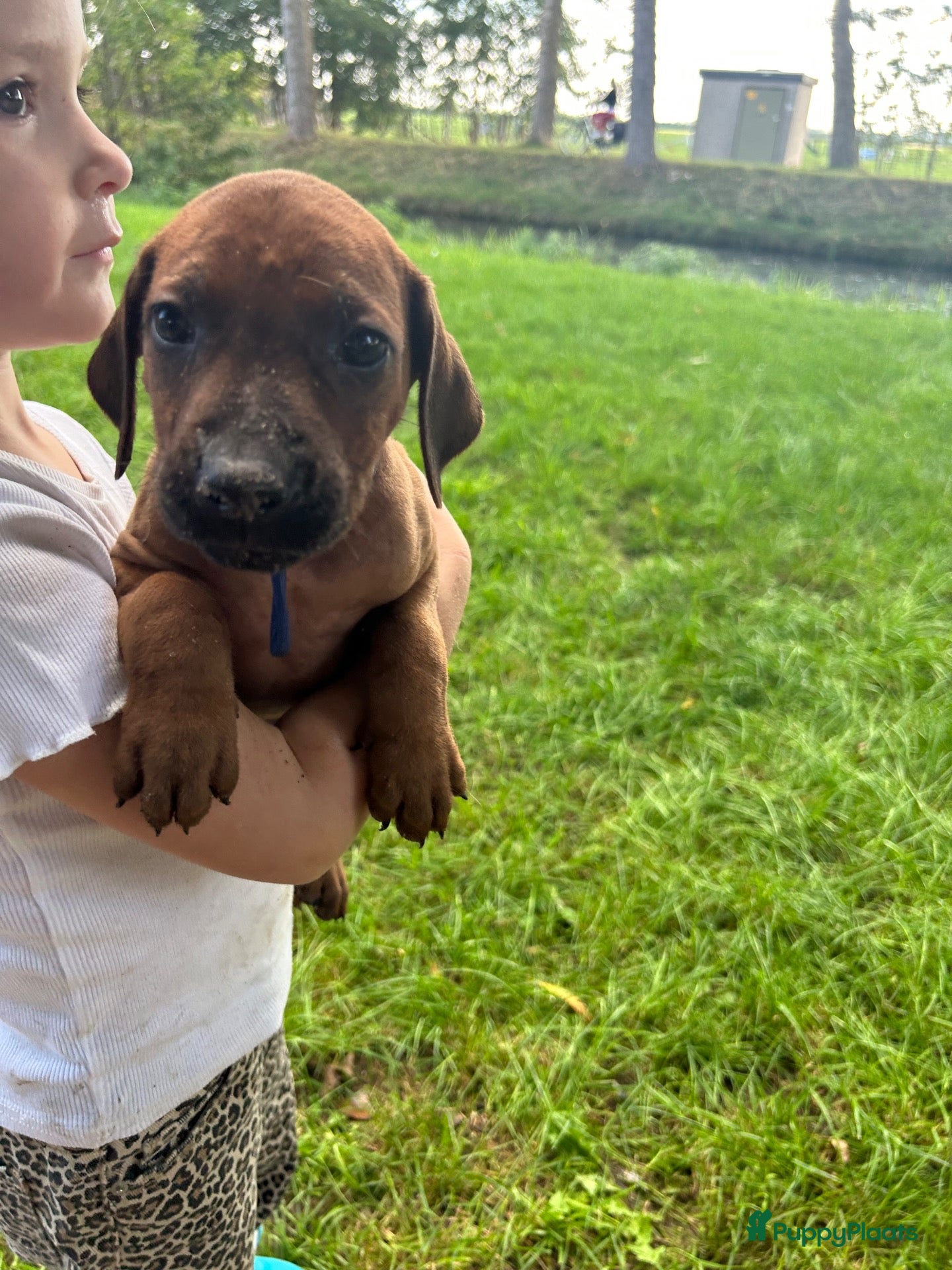 Rhodesian Ridgeback honden Prachtige Rhodesian Ridgeback pups met stamboom  - Advertentie 2