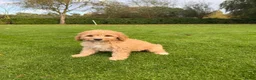 Labradoodle honden te koop: Dwergpoedel x Labradoodle pups - Advertentie 14
