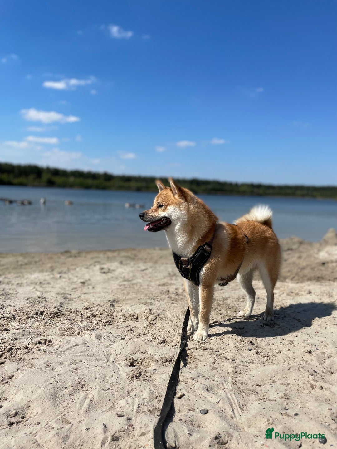Shiba honden ter dekking: Dek reu Shiba Inu - Advertentie 7
