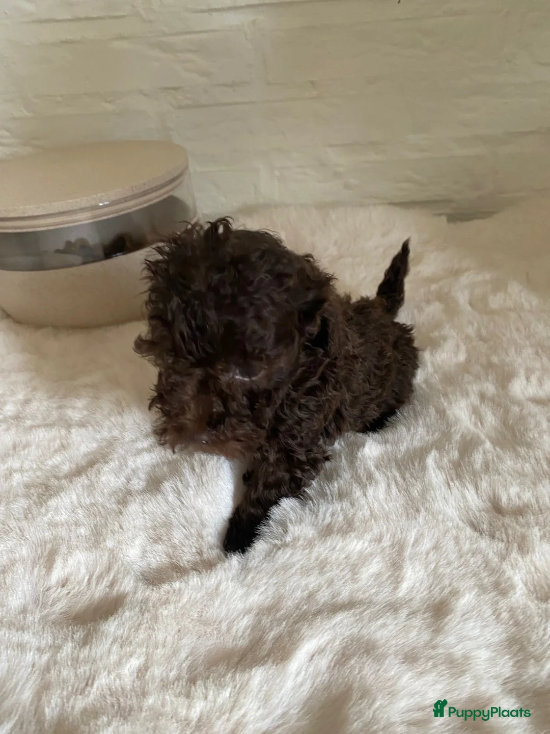 Poedel Toy honden te koop: 3 prachtige toy poedels  - Advertentie 27