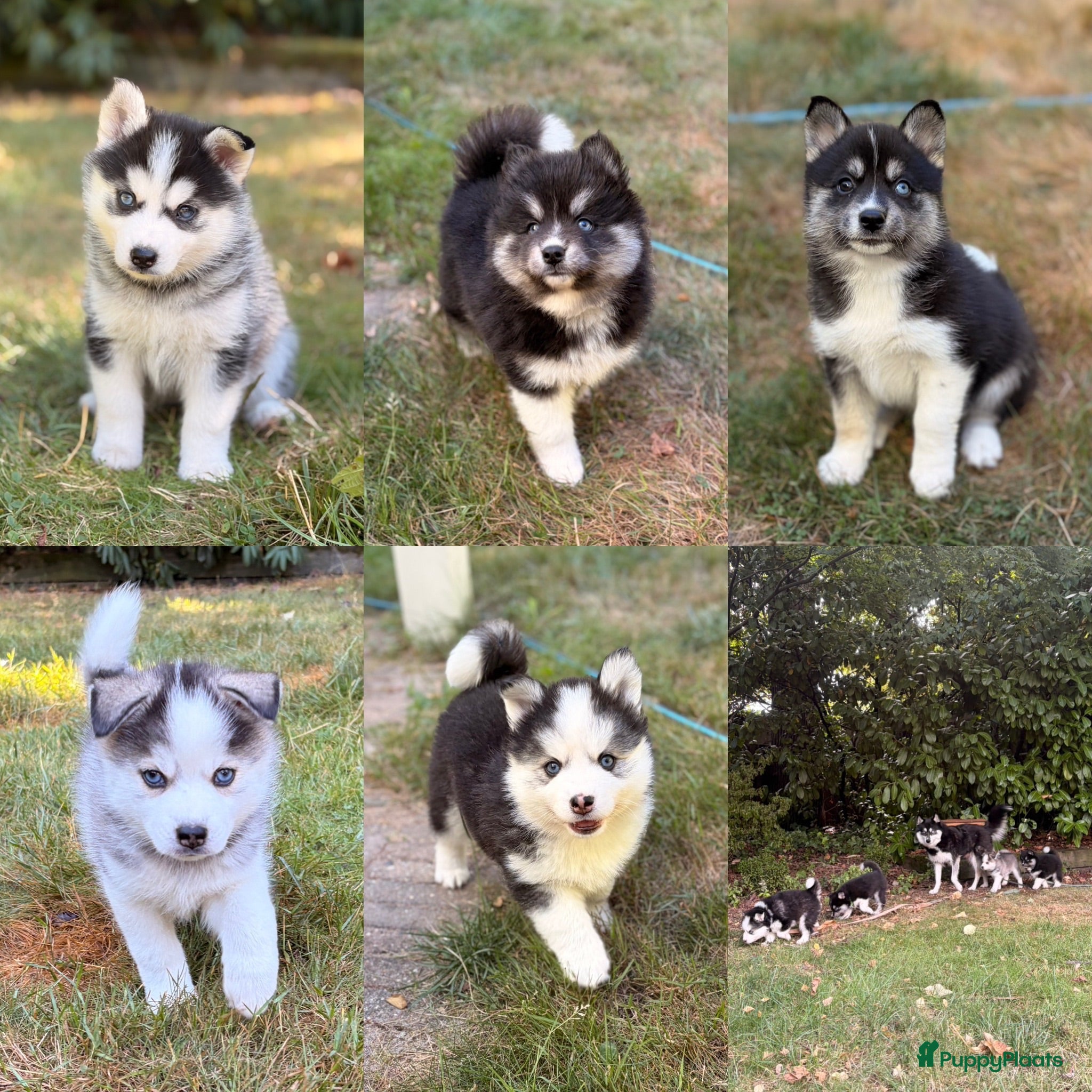 Pomsky honden Pomsky puppy’s F3 - Advertentie 5