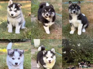Pomsky honden Pomsky puppy’s F3 - Advertentie 5