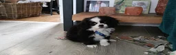 Kruising honden te koop: Gezocht..  een Japanse chin / spaniel. een hondje. - Advertentie 1