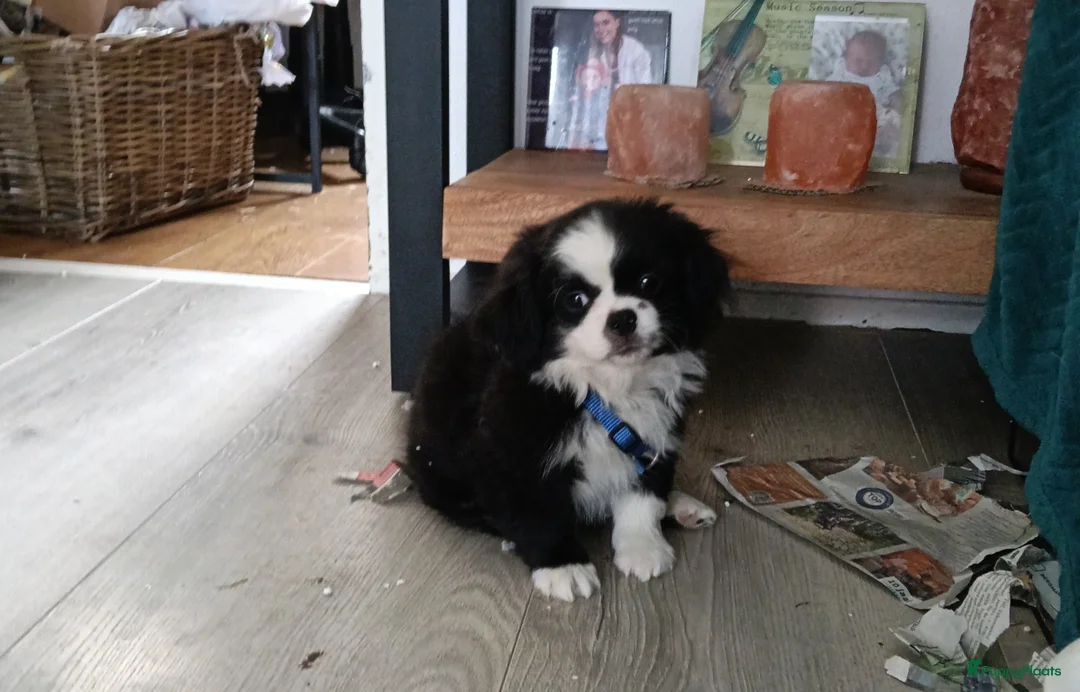 Kruising honden te koop: Gezocht..  een Japanse chin / spaniel. een hondje. - Advertentie 1