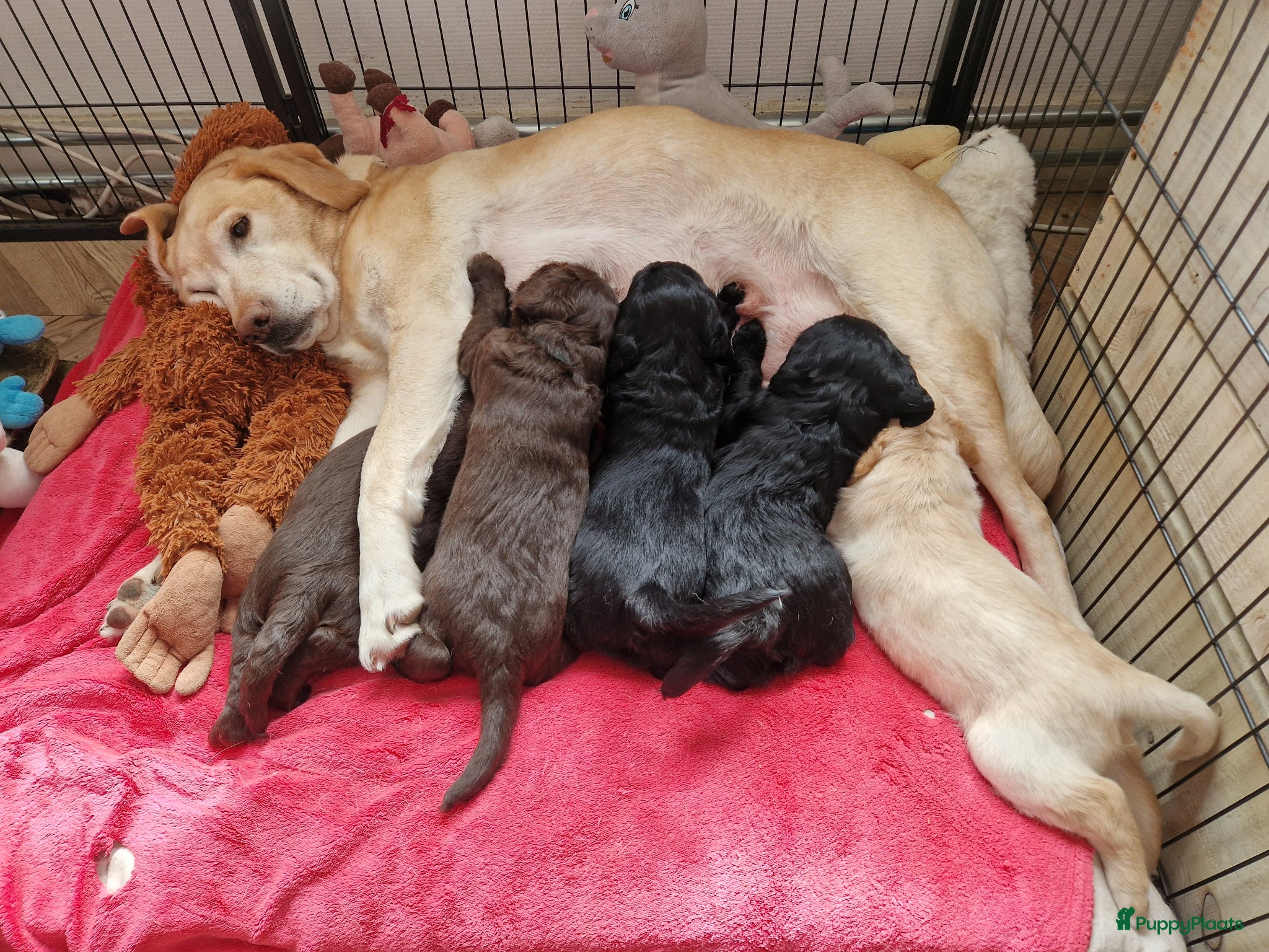 Labradoodle honden Nog 2 lieve labradoodles /labrador  - Advertentie 1